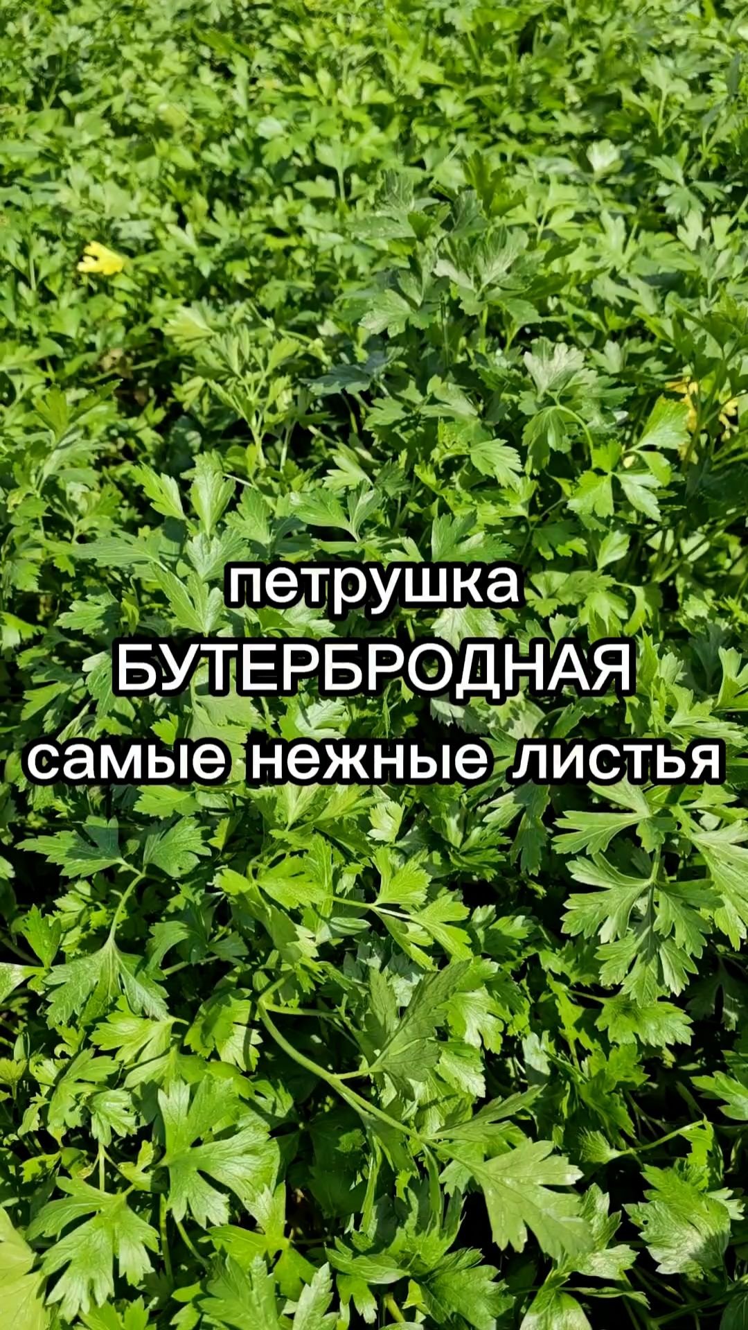 Нескончаемый поток ПОЛЕЗНОЙ ЗЕЛЕНИ!