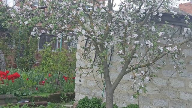 Огородные дела. Всходит картофель.