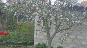 Огородные дела. Всходит картофель.