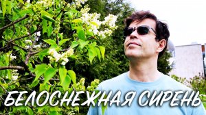 ПЕСНЯ ТРОГАЕТ ДУШУ! Белоснежная сирень - поет Вячеслав Абросимов (авторская песня)