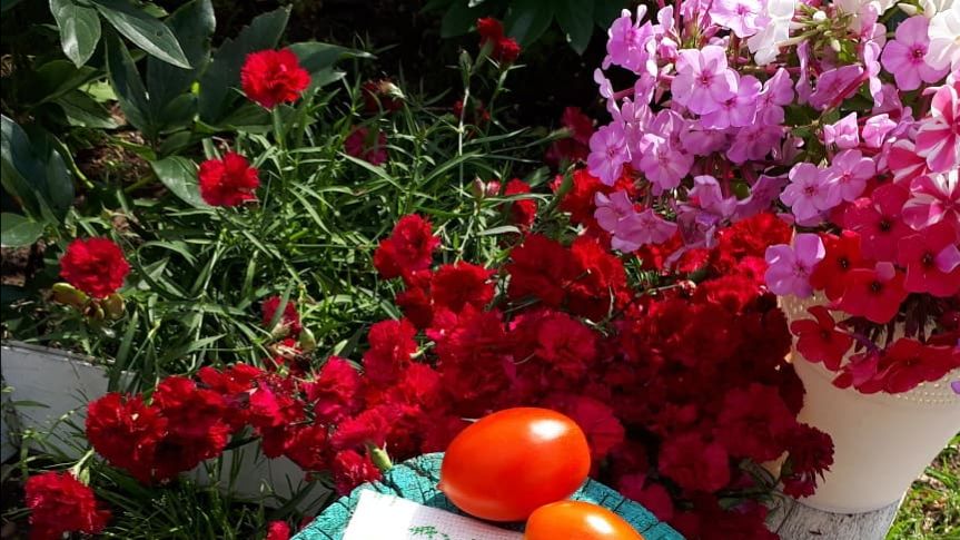 2372. ВПЛ. Мои флоксы в открытый грунт.