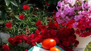 2372. ВПЛ. Мои флоксы в открытый грунт.