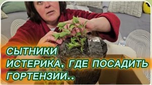 САМВЕЛ АДАМЯН, СЫТНИКИ, ИСТЕРИКА, РЕШАЕМ ГДЕ ПОСАДИТЬ ГОРТЕНЗИИ..