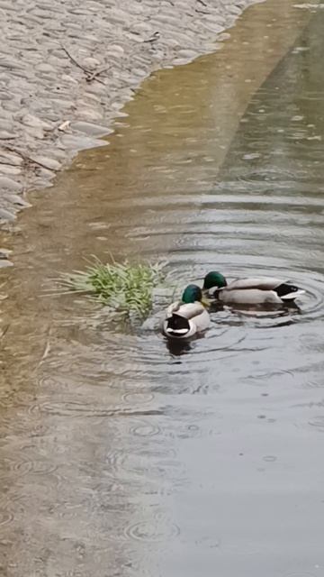 Звуки апрельского дождя...✨Птичья радость...#весна #природа #красота #чувства #душа