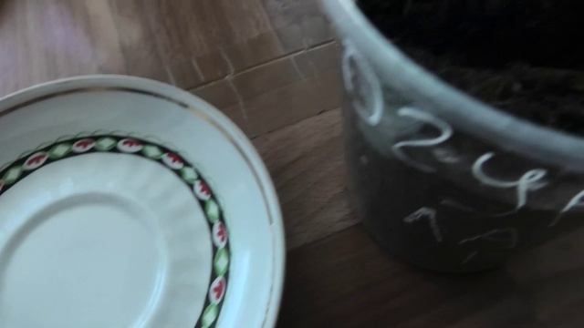 Первые всходы огурдыни