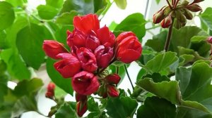 Ошибки при выращивании Пеларгонии, Герани