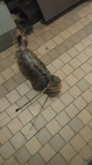 Мы идём гулять с собакой! | 22-апр-2026