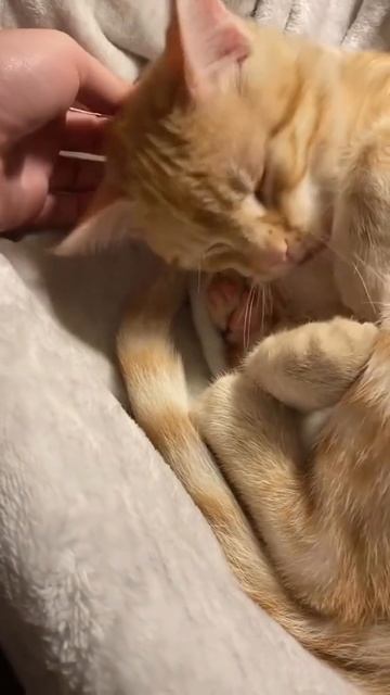 СМЕШНЫЕ КОТЫ 😺 2026 ЛУЧШИЕ ПРИКОЛЫ С КОТАМИ ,КОШКАМИ ,ЖИВОТНЫЕ,СМЕШНЫЕ ВИДЕО