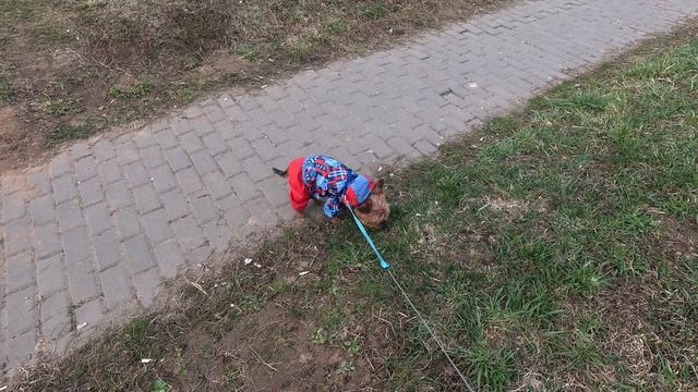 Прогулка с Джеффом по мини парку в Завидово (20.04.2026)