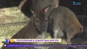 Пополнение в семействе кенгуру Беннетта