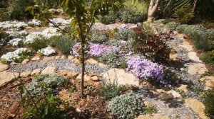 Цветение. 22 апреля 2026 год