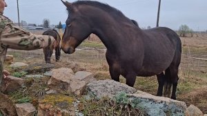 лошадки тоже пришли памянуть 21.04.26