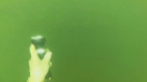 Подводная охота на водохранилище.