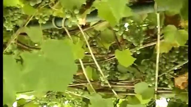 Во саду ли в огороде Девица гуляла. Виноградная беседка к котенок  Борька.