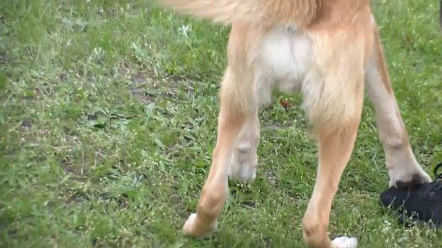 Волгоградская областная выставка собак