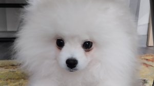 Sprunki Статус Новой Фазы