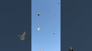 Полёт серпастых. голуби Губанова Сергея, Новониколаевка, 89370867781. Подъёмы в любую погоду.