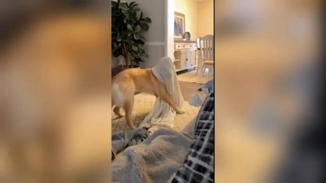 Супер Смешные подборки с видео с домашними животными 🤣🤣прикольно и смешно!! РЖАКА!!