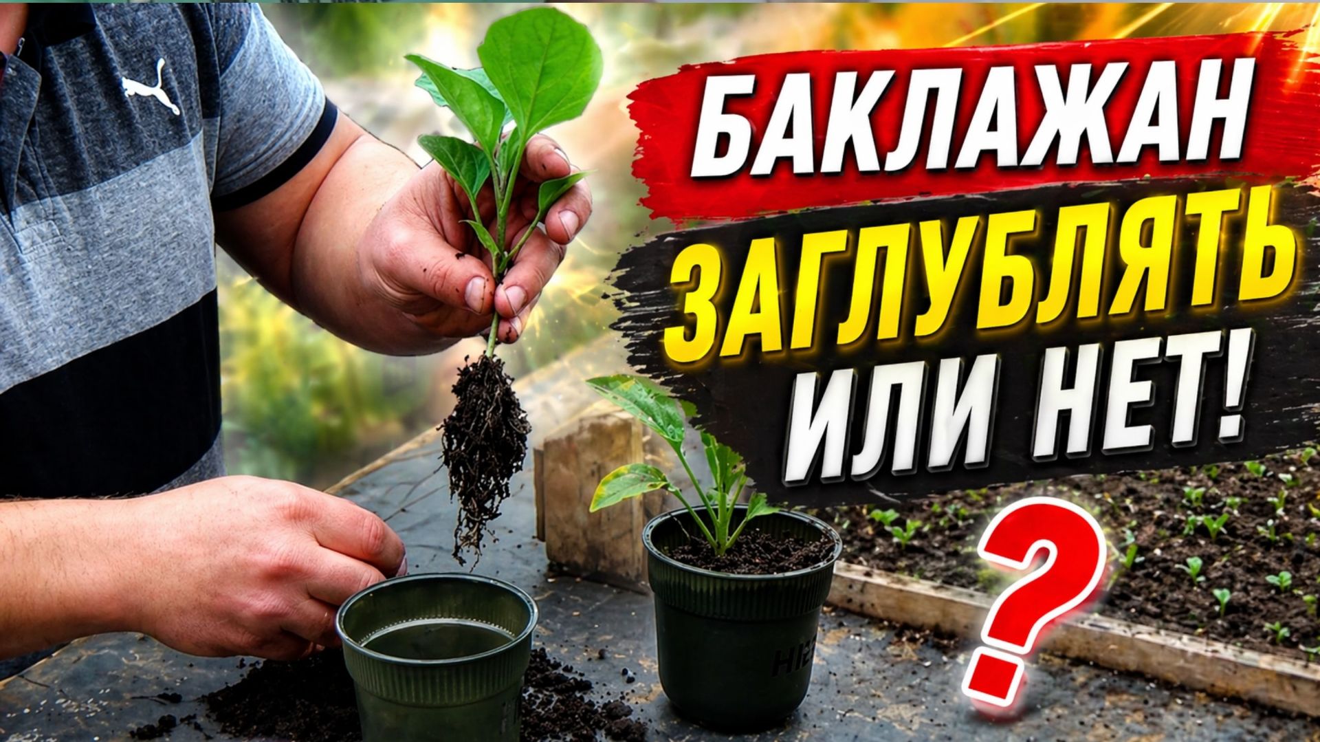Рассада баклажан- заглублять или нет?