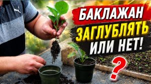 Рассада баклажан- заглублять или нет?