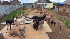 В Слободском по решению суда переселили сотню собак
