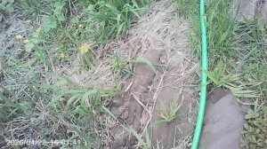 Проверка "зелёной" ветки поливной системы