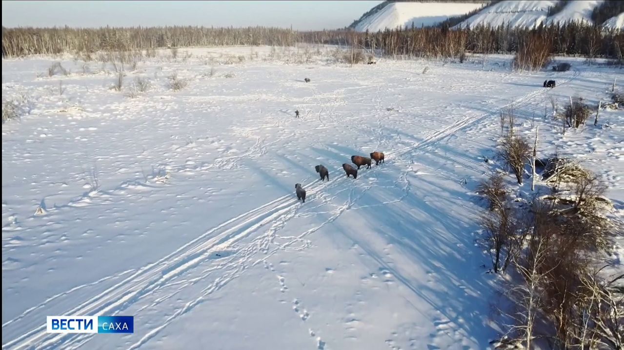 11:30 ВЕСТИ САХА 22/04/26 НА РУССКОМ ЯЗЫКЕ