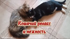 Кошачий релакс и нежность. Мои любимые кошечки: Чикуля (чёрная), Ванесса (младшая) и Зайка (серая)