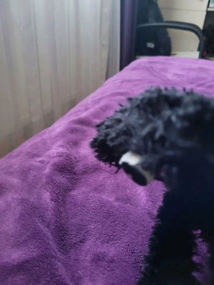 7 серия skibidi Ар