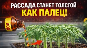 РАССАДА СТАНЕТ ТОЛСТОЙ, КАК ПАЛЕЦ!