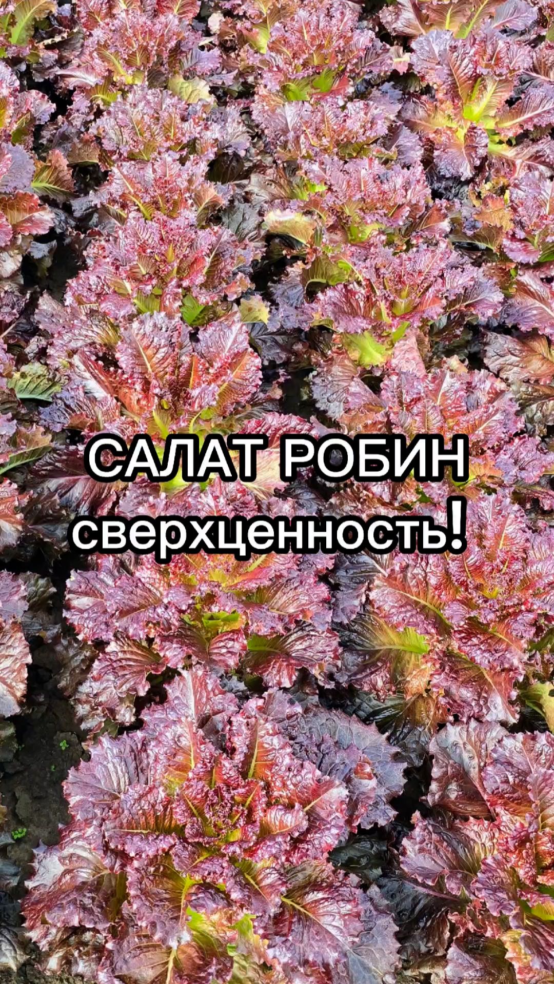 Хрустящий листовой салат с мая по сентябрь!