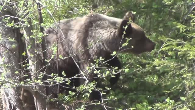 Охота и Рыбалка МЕДВЕДЬ ВЫБЕЖАЛ на МЕНЯ Выживание Сибирь Тайга Поход Рудиковка 2019 Красная скала