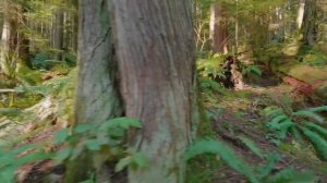 Весенний лес, пробуждение, звуки леса, отдых, релакс, медитация