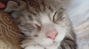 Нэнси спит 😴😴😴😴