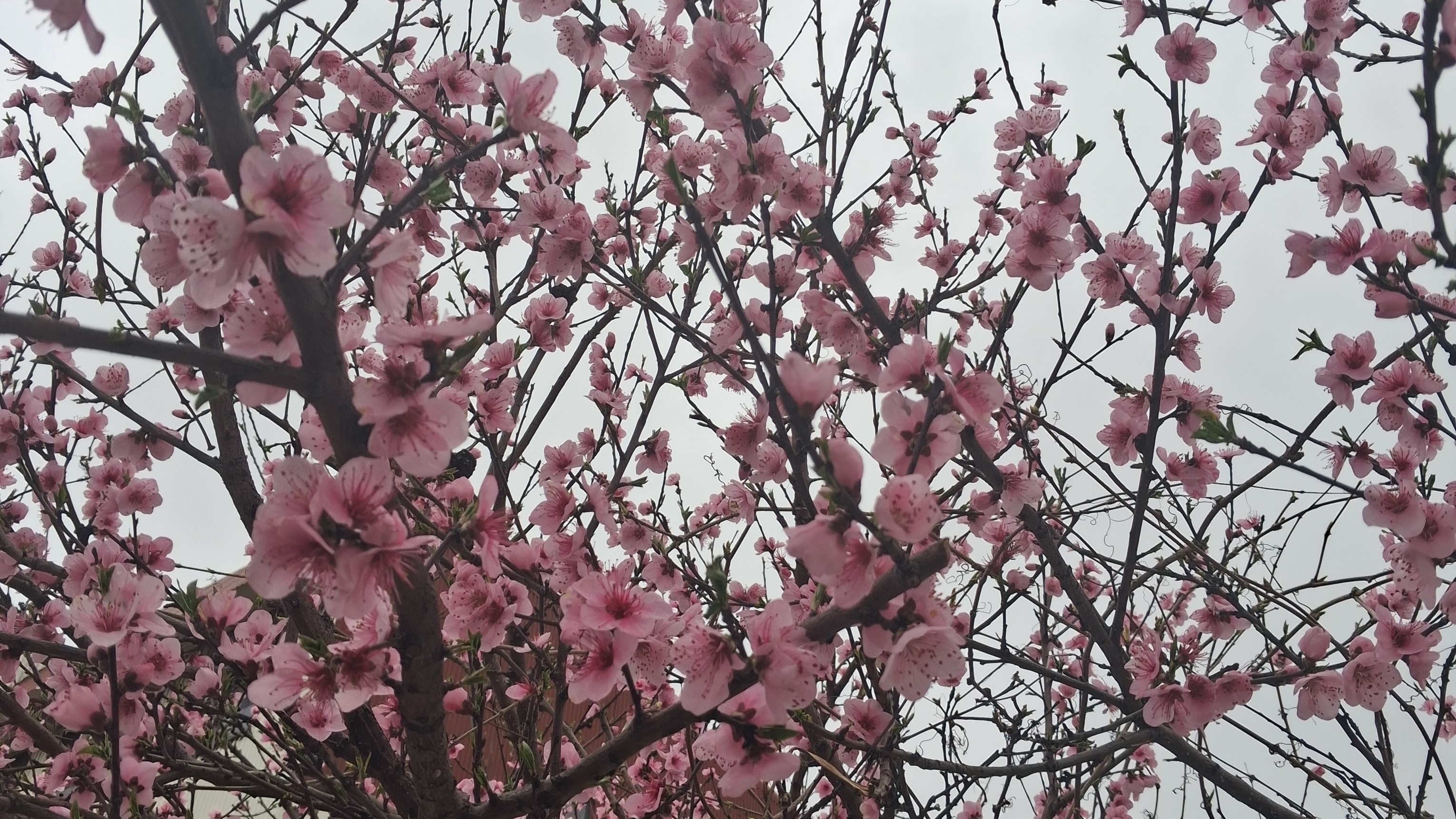 Рак ♋️Прогноз на Май 2026