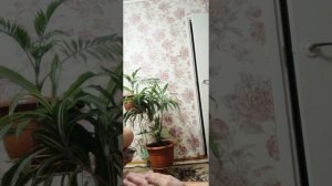 Опять вызвала мать в школу.