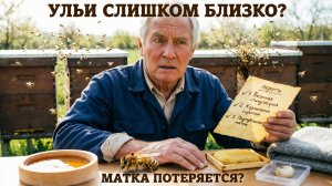 Матки теряются, если ульи стоят слишком близко? Отвечает профессор Кашковский 🐝❓