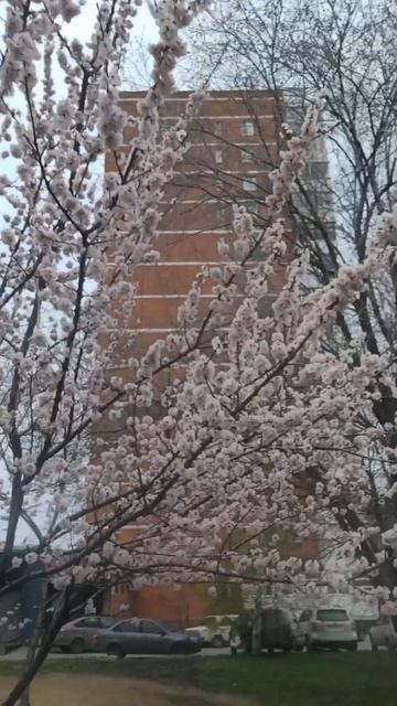 #сакура #цветы #стихи