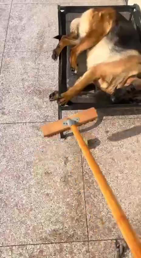 #Милые #животные #видео