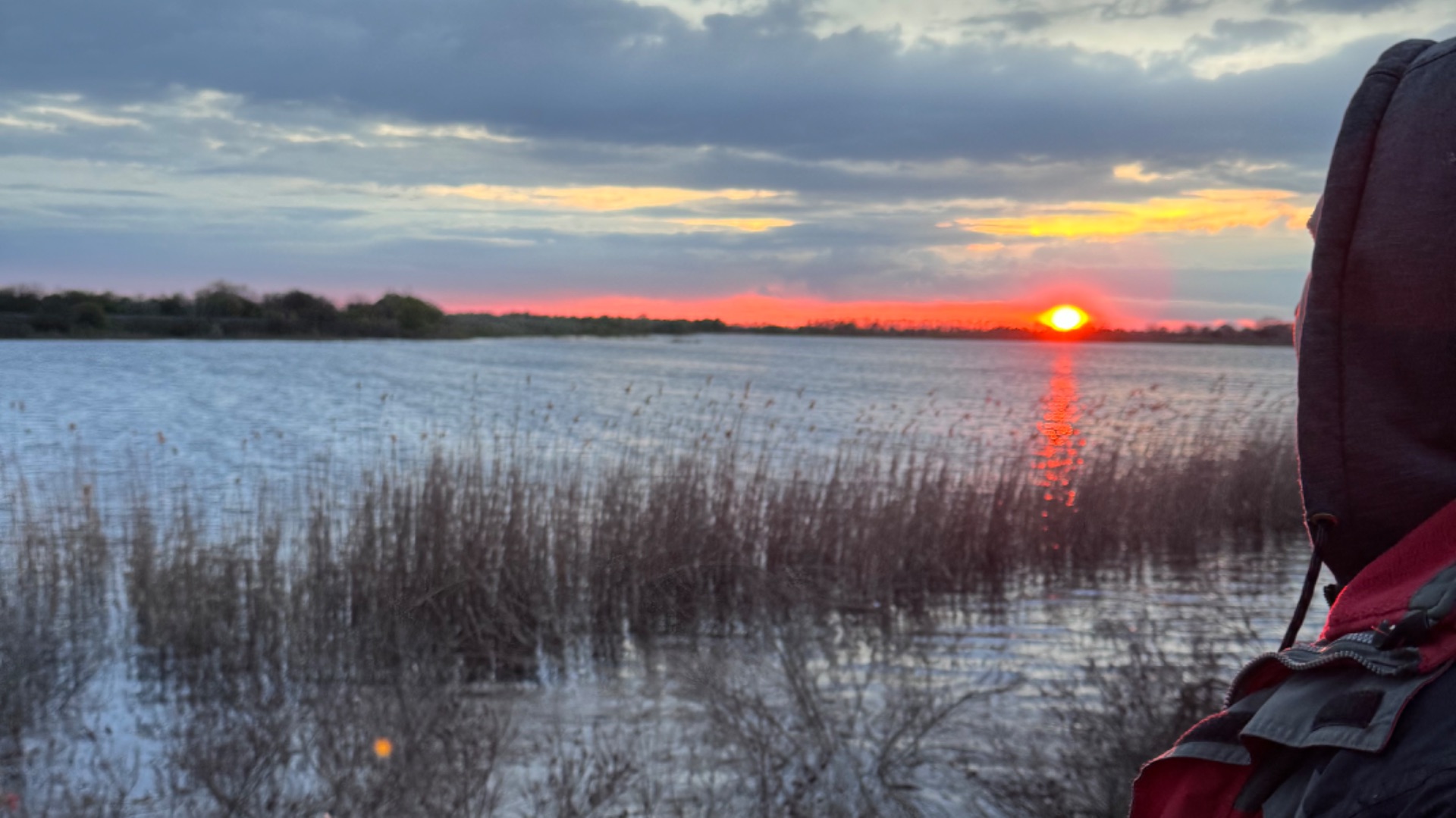 Натворила дел Высадка томатов Когтеточка в кошачьем царстве