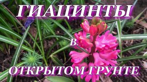 Выращивание ГИАЦИНТОВ в ОТКРЫТОМ ГРУНТЕ.