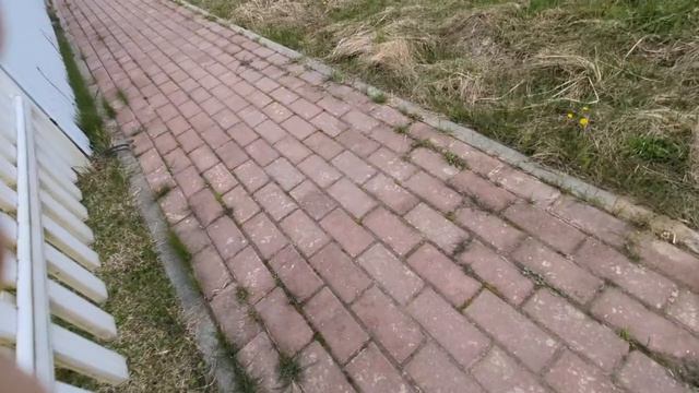 я люблю кота