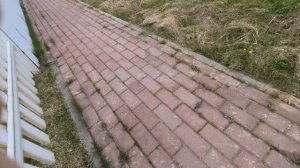 я люблю кота