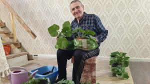 Ухаживаем за тыквами, которые посадили раньше времени. Дядя Гена садовод. #модницаогородница #снт