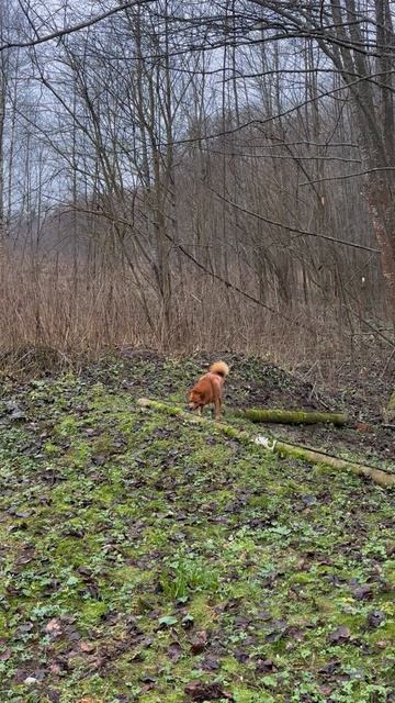 Что нашла ЯРА? What did YARA find?