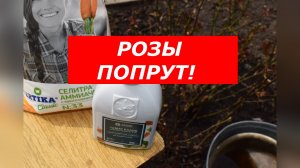 Розы попрут как на дрожжах! Лучшая весенняя подкормка: селитра и гумат