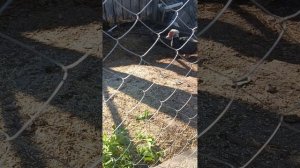 весна на даче. #индоутка # уютныйдом