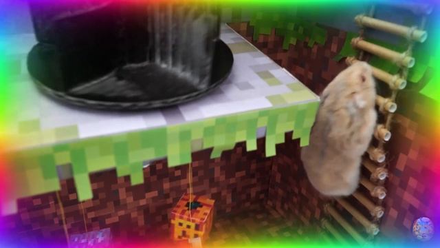 Подборка самых невероятных испытаний для хомяков. часть 3