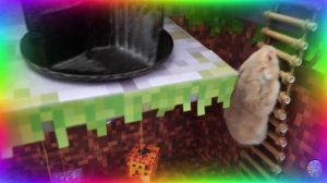 Подборка самых невероятных испытаний для хомяков. часть 3