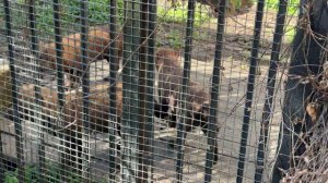 Хоровое пение